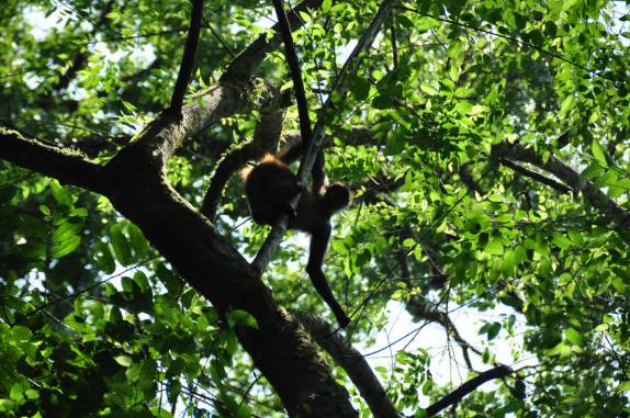 Macacos transitam com desenvoltura pelas copas das árvores no Parque Nacional Corcovado, na Península de Osa, no sul da Costa Rica